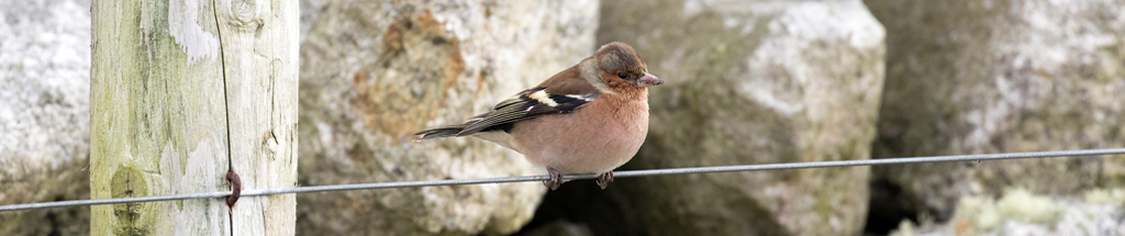 Chaffinch